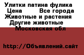 Улитки патина фулика › Цена ­ 10 - Все города Животные и растения » Другие животные   . Московская обл.